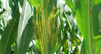 Нова хвороба кукурудзи може знищити 20% урожаю, - вчені Рис.1