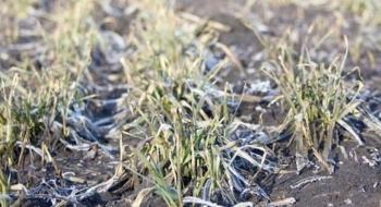 Стрімке похолодання може знову залишити фермерів Одещини без врожаю Рис.1