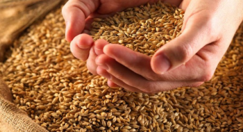 Світові ціни на пшеницю на новий звіт USDA відреагували падінням Рис.1