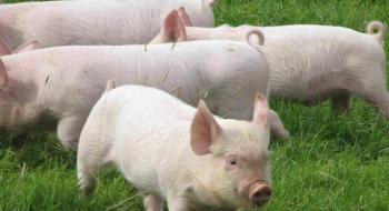 Свинарі просять держпідтримку на ідентифікацію тварин та маточне поголів’я Рис.1