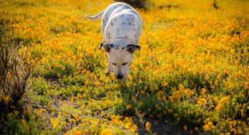 В США собак-шукачів вчать виявляти хвороби рослин і шкідників Рис.1