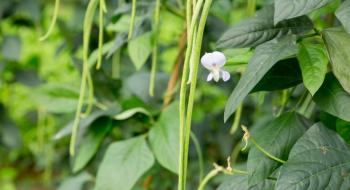 В Україні будуть вирощувати органічну вігну Рис.1