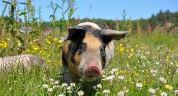В Україні прогнозують подальше зростання цін на свиней Рис.1