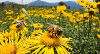 В Україні стартував проєкт Належна бджільницька практика Рис.1