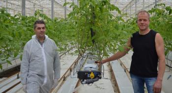 Вирощування томатів на перліті-вигідно і екологічно Рис.1