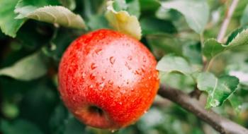 За тиждень яблука додали в ціні до до 2,5 грн/кг Рис.1