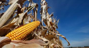 Ціни на кукурудзу та соєвий комплекс підтримало різке зростання ринків акцій та нафти Рис.1