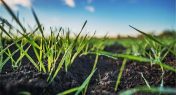 Держпродспоживслужба опублікувала звіт щодо поширення шкідників на посівах озимих культур Рис.1