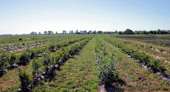 Плантації лохини в Україні можуть зрости в 2-3 рази Рис.1