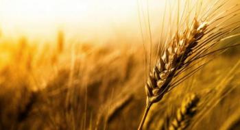 Спекулятивне коригування біржових котирувань не зупинило падіння цін на фізичних ринках пшениці Рис.1