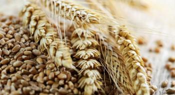 Темпи експорту зерна з України все ще поступаються торішнім Рис.1