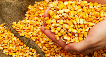 Темпи здешевлення кукурудзи в портах України сповільнилися Рис.1