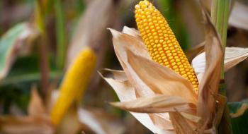 У 2021/22 МР буде оновлено рекорд світового виробництва кукурудзи - IGC Рис.1