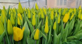У теплиці житомирського вишу вирощують вісім сортів голландських тюльпанів Рис.1