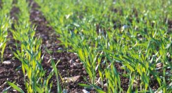 Відновлення вегетації озимих розпочнеться із середини березня, – Адаменко Рис.1