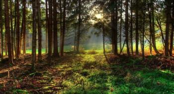 З 1 квітня в українських лісах починається «сезон тиші» Рис.1