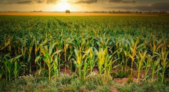 Заявка про порятунок клімату і ґрунту стала несподіваним ходом від творців культур ГМО Рис.1