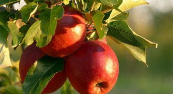 Антибіотики для захисту яблуні: зло або розумна необхідність Рис.1