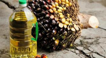Бельгія відмовиться від біопалива з пальмової олії та сої для збереження лісів Рис.1