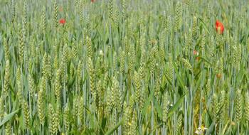 Бур'яни крадуть урожай на полях з багатою азотною підгодівлею,- вчені Рис.1