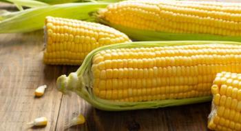 Ціни на кукурудзу в Україні трохи знизилися Рис.1
