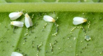 ГМО-культури прискорюють поширення комах-шкідників Рис.1