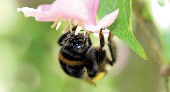 Науковці дійшли висновку, що пестицидами знищується понад 20 тис. видів диких бджіл Рис.1