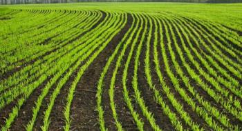 Науковці UKRAVIT розповіли як захистити озимі зернові від комплексу хвороб Рис.1