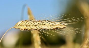 Попит на український ячмінь падає попри зростання цін на кукурудзу Рис.1