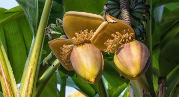 Порятунок від бананової чуми треба шукати в здоров'ї ґрунту Рис.1