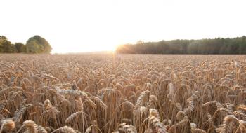 РАЖТ та Байєр разом розроблятимуть гібриди пшениці Рис.1