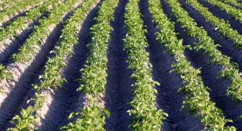 Рідкі добрива з фосфором для картоплі екологічніші ґрунтових аналогів,- вчені Рис.1