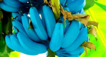 Селекціонери створили банани вражаючого кольору Рис.1