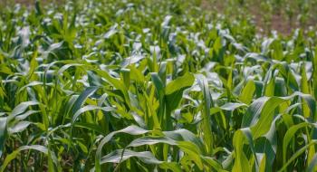 У Китаї знайшли спосіб масового виробництва паразитоїду проти кукурудзяної листяної совки Рис.1