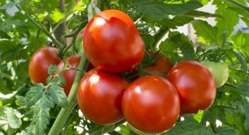 В Україні на ринках з’явилися перші місцеві тепличні томати Рис.1