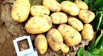 В Україні вирощуватимуть новий ранній сорт картоплі Рис.1