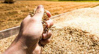 Вчені навчилися робити біопаливо з пшеничних висівок Рис.1
