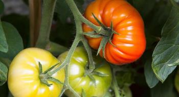 Вчені з Нідерландів збагачують цинком помідори, квасолю і рис Рис.1
