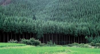 Вперше за останні 10 років в Україні проведуть національну інвентаризацію лісів Рис.1