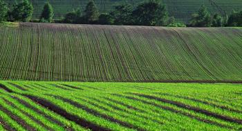 Агрометеорологічні умови другої декади травня сприяли розвитку ранніх зернових в Україні Рис.1