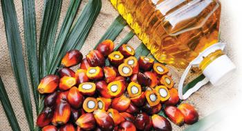 Ціни на пальмову олію виросли на 5% Рис.1