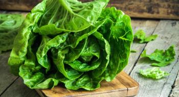 Дослідники розкрили ДНК салату-латуку Рис.1
