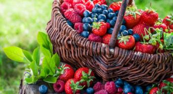 Експерти прогнозують збільшення врожаю української ягоди в 2021 році Рис.1
