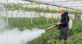 Фермери Одещини знайшли дієвий метод боротьби з томатною міллю Рис.1