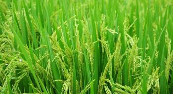 Китайські матричні добрива для рису збільшили врожайність на 21% Рис.1