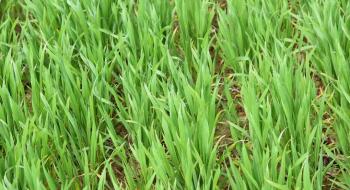 Китайські вчені назвали основний штам бактерій для зелених біодобрив Рис.1