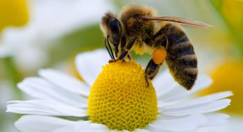 Медоносні бджоли накопичують на своєму тілі мікропластик Рис.1