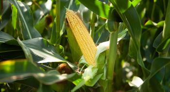 Мутантний ген кукурудзи збільшує вміст цукру в насінні,- вчені Рис.1