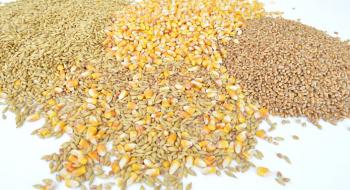 На експорт відправили 39 млн т українського зерна Рис.1