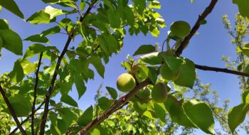  На Львівщині фермерське господарство вирощує 20 сортів персиків Рис.1